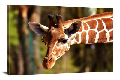 CW6557-mammals-giraffe-head-00