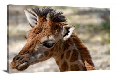 Baby Giraffe Closeup, 2018 - Canvas Wrap