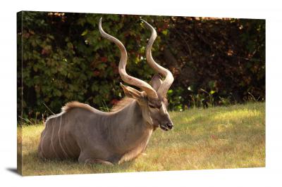 CW6561-mammals-african-kudu-00