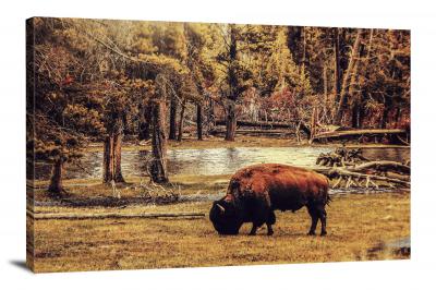 CW6562-mammals-bison-grazing-00