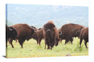 Buffalo Looking at the Camera, 2016 - Canvas Wrap