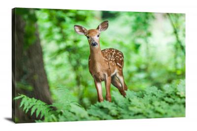 CW6564-mammals-tiny-deer-00