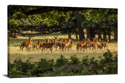 Field of Deer, 2017 - Canvas Wrap
