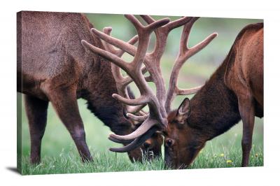 Moose and Antlers, 2021 - Canvas Wrap