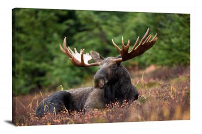Moose Resting, 2014 - Canvas Wrap