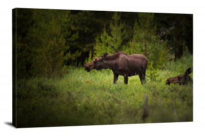 CW6568-mammals-moose-eating-grass-00
