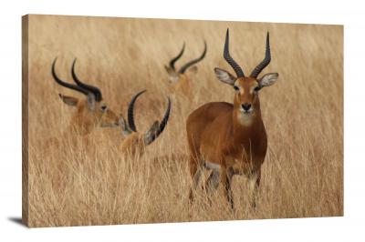 CW6569-mammals-horns-in-african-steppe-00