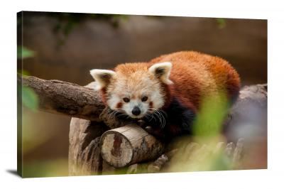 CW6570-mammals-cozy-red-panda-00