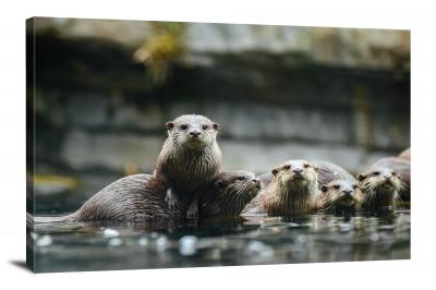 Group of Otters, 2019 - Canvas Wrap