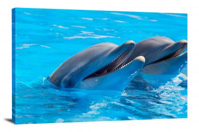 CW6574-mammals-two-dolphins-together-00