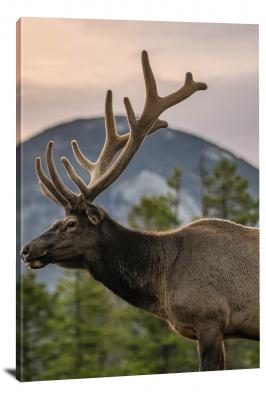 Rocky Mountain Moose, 2020 - Canvas Wrap