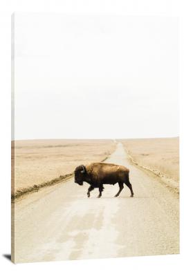 Bison Crossing the Road, 2020 - Canvas Wrap
