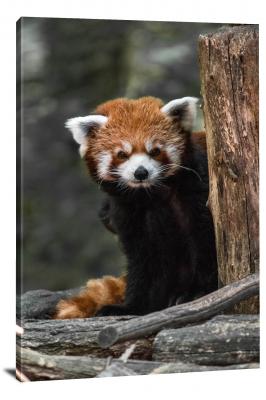 CW6578-mammals-red-panda-peeking-behind-log-00