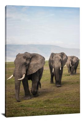 CW6580-mammals-herd-of-elephants-00
