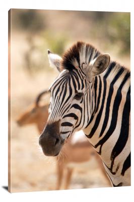 Zebra with Antelope in Back, 2020 - Canvas Wrap