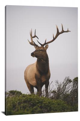 Tule Elk, 2021 - Canvas Wrap