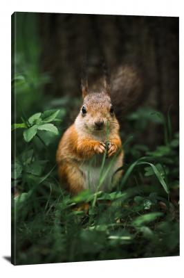 Squirrel in the Grass, 2020 - Canvas Wrap