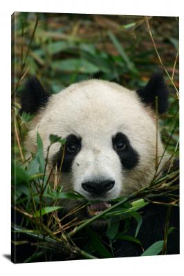 CW6585-mammals-giant-panda-eating-00