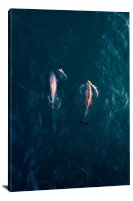 Dolphins Headed North, 2017 - Canvas Wrap