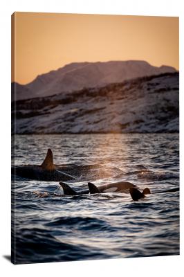 Orcas During Golden Hour, 2019 - Canvas Wrap