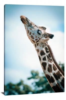 CW6591-mammals-giraffe-looking-up-00