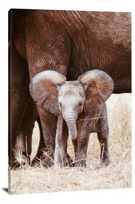 Baby Elephant, 2019 - Canvas Wrap
