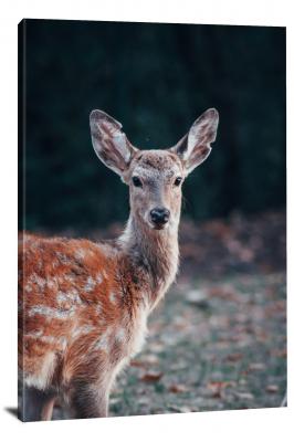 CW6594-mammals-young-deer-00