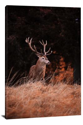 CW6595-mammals-red-deer-stag-00