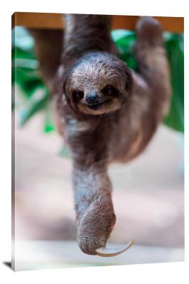 CW6596-mammals-sloth-closeup-00