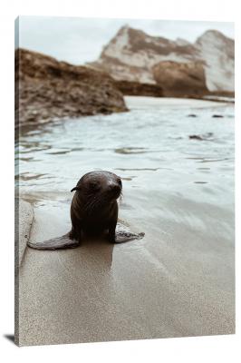 CW6599-mammals-baby-seal-00