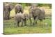 Elephant Herd, 2017 - Canvas Wrap