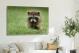 Baby Racoon, 2017 - Canvas Wrap3
