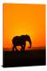 Elephant Silhouette, 2020 - Canvas Wrap