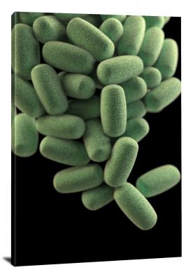 Clostridium Perfringens Bacteria, 2020 - Canvas Wrap