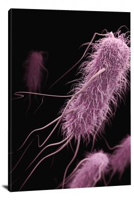 Enterobacteriaceae Bacteria, 2021 - Canvas Wrap