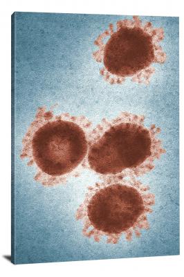 CW6898-microscopic-1975-avian-infectious-bronchitis-virus-00