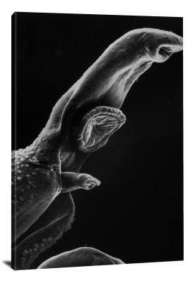 CW6899-microscopic-schistosome-parasite-00