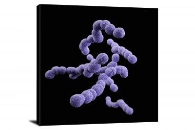 CW6909-microscopic-streptococcus-agalactiae-00