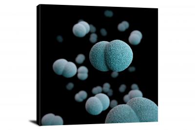 Neisseria Meningitidis Bacteria, 2020 - Canvas Wrap