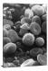 Electron Microscope Image of Blood Cells, 2021 - Canvas Wrap