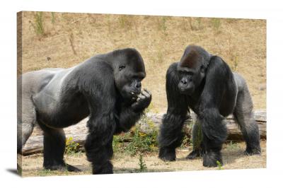 CW6920-primates-loland-gorillas-grazing-00