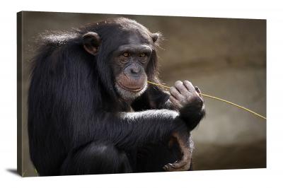 Chimpanzee Chewing on Grass, 2018 - Canvas Wrap