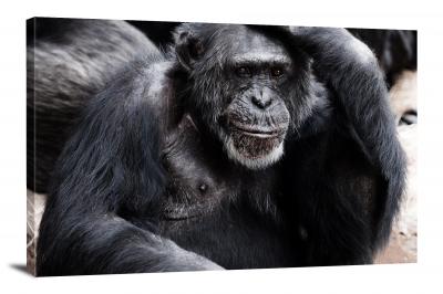 CW6924-primates-a-thinking-ape-00