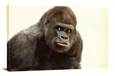 Closeup of Silverback Gorilla, 2014 - Canvas Wrap