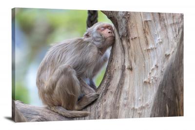 CW6926-primates-monkey-asleep-on-the-tree-00