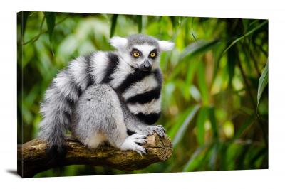 CW6928-primates-lemur-00