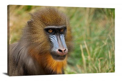 CW6929-primates-mandrill-00
