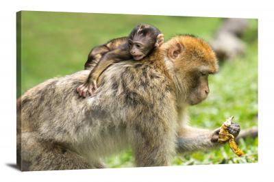 Barbary Monkeys with a Baby, 2014 - Canvas Wrap