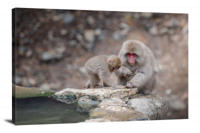 Snow Monkey and Baby, 2020 - Canvas Wrap