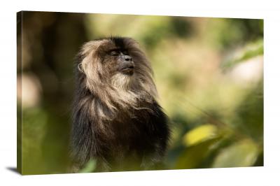 Lion-Tailed Macaque, 2021 - Canvas Wrap